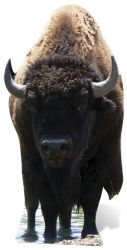 SC-059 Bffel/Bison