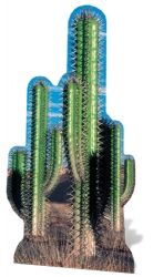 SC-584 Cactus Group