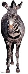 #1479 Zebra