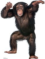 #1486 Young Chimpanzee