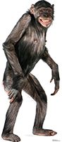 #1487 Chimpanzee