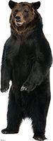 #1488 Brown Bear