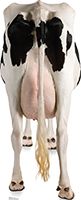 #1489 Cow Rear