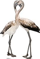 #1490 Flamingos - Lovebirds