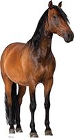 #1491 Horse
