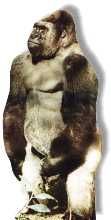 #220 Gorilla