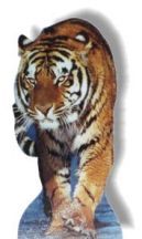 #230 Tiger