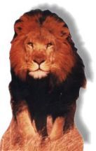#231 Lion