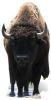 SC-059 Bffel/Bison