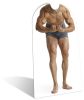 SC-699 Muscle-Man Stand In
