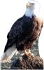 #057 Adler
