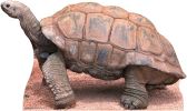 #058 Schildkrte