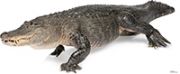 #1482 American Alligator