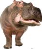 #1484 Hippopotamus