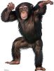 #1486 Young Chimpanzee