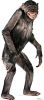 #1487 Chimpanzee