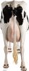 #1489 Cow Rear